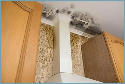 Pompano Beach Restoration Company Pompano Beach, FL 561-246-6503 - content-ser-mold